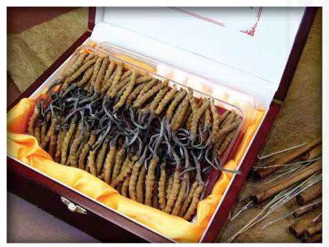 龙圩冬虫夏草回收